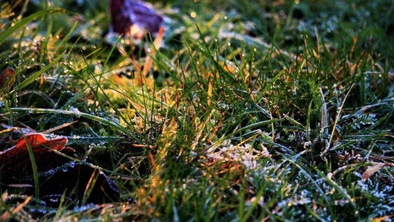 Frost auf Gras. © NDR Foto:  Ingo Krummheuer aus Rövershagen