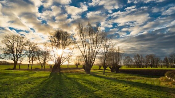 Sonne strahlt zwischen ein paar Bäumen auf einem Feld hindurch. © NDR Foto: Egon Nehls aus Samtens