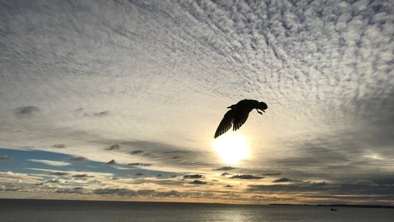 Möwe fliegt bei Sonnenaufgang über die Ostsee. © NDR Foto: Antje Krüger aus Kölzow