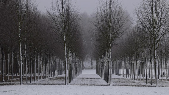 Bäume stehen in einer geraden Reihe im Schlossgarten Schwerin. © NDR Foto: Jürgen Nagorsnick aus Tempzin