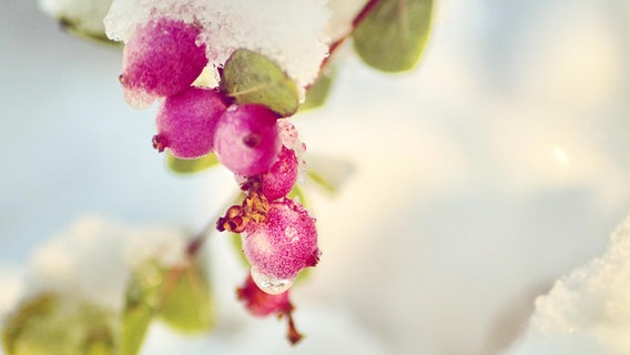 Vom Frost eingehüllter Zweig mit Fruchtstand. © NDR Foto: Tina Hölker aus Wittenburg
