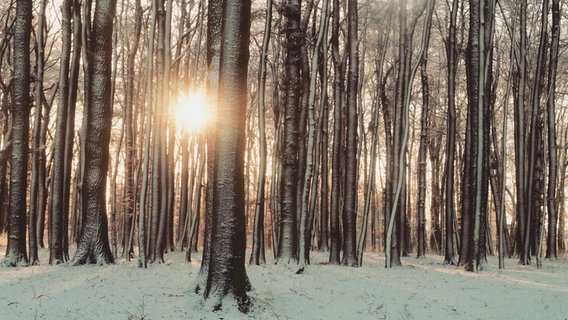Die Sonne strahlt durch die Bäume in einem vom Schnee bedeckten Wald. © NDR Foto: Tina Hölker aus Wittenburg