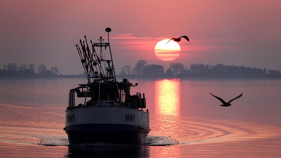 Ein Fischerboot fährt bei Sonnenaufgang begleitet von Möwen in den Hafen von Wiek auf Rügen ein. © NDR Foto: Kirsten Knebusch aus Wien