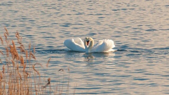 Zwei Schwäne im Wasser. © NDR Foto: Günter Kamp aus Greifswald