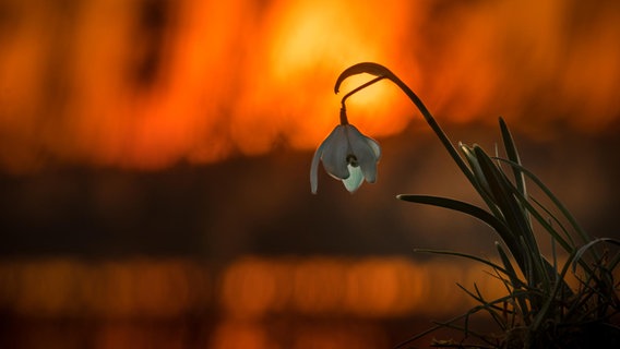 Schneeglöckchen vor einem Sonnenuntergang. © NDR Foto: Martina Borchardt aus Neustrelitz