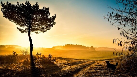 Sonnenaufgang mit Nebel über einem Feld. © NDR Foto: Karin Kasten aus Wesenberg