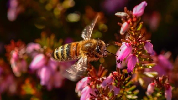 Eine Biene sitzt auf einer Blume. © NDR Foto: Hermann Stindt aus Werlte