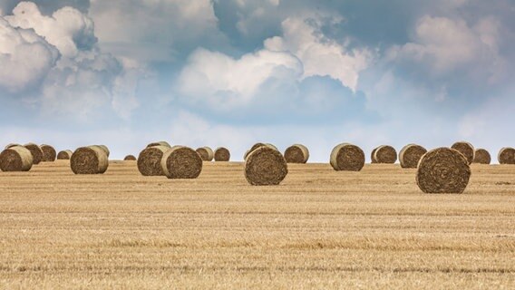 Strohballen liegen auf einem abgeernteten Getreide © NDR Foto: Klaus Haase aus Prerow
