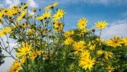 Gelbe Sonnenhut Blumen vor einem blauen Himmel. © NDR Foto: Hartmut Heidrich