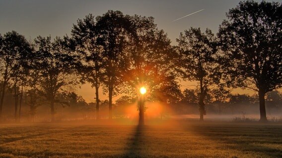 Eine Allee im Sonnenuntergang. © NDR Foto: Uwe Meyer aus Lübtheen
