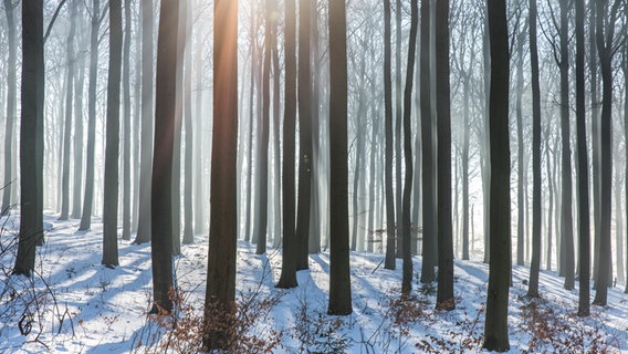 Wald im Winter © NDR Foto: Klaus Haase aus Prerow