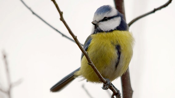 Blaumeise © NDR Foto: Karsten Unger aus Groß Mohrdorf