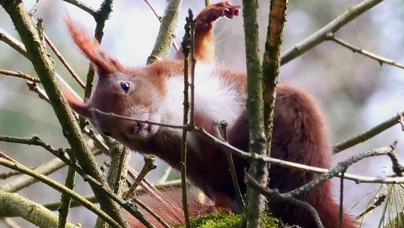 Ein Eichhörnchen zwischen Zweigen. © NDR Foto: Annegret Ziemann aus Schwerin