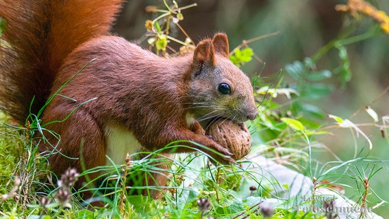 Eichhörnchen mit Walnuss. © NDR Foto: Ralf Ottmann aus Wöbbelin
