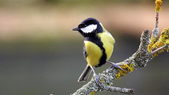 Heimische Gartenvogel Erkennen Ndr De Ratgeber Garten