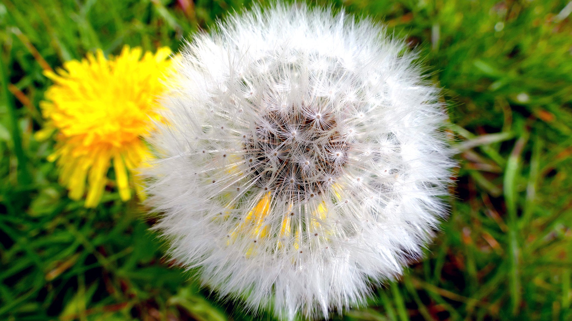 Löwenzahn: Lästiges Unkraut und gesunde Heilpflanze | NDR.de - Ratgeber -  Garten