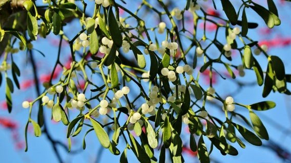 Grüne Mistelzweige mit weißen Früchten vor blauem Himmel © NDR Foto: Eckhard Wolfgramm aus Salow