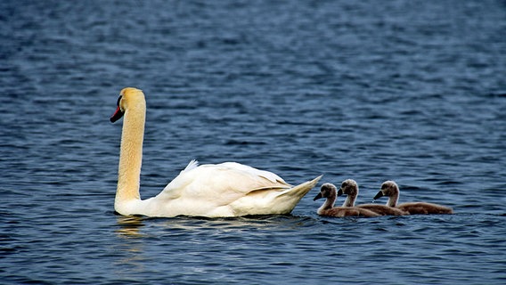 Schwäne auf dem Wasser © NDR Foto: Katrin Schäfer aus Blankenhagen
