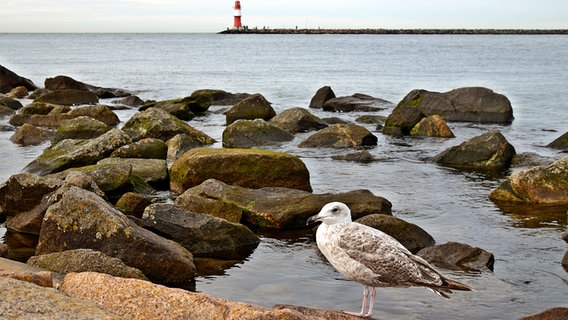 Eine Möwe steht auf einem Stein einer Mole. © NDR Foto: Katrin Schäfer aus Blankenhagen