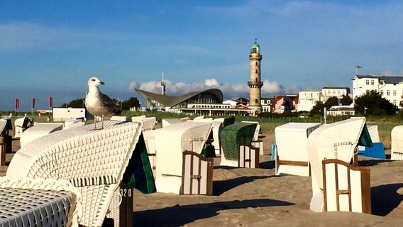Eine Möwe auf einem Strandkorb © NDR Foto: Tina Lingrön aus Rostock