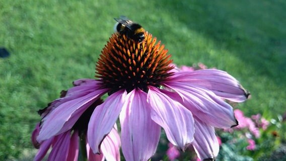 Eine Hummel an einer Blüte © NDR Foto: Detlef Hesse aus Roggentin