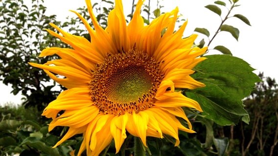 Sonnenblume © NDR Foto: Lore Krebs aus Rostock