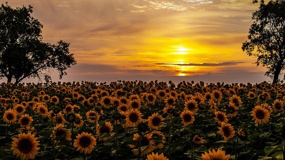 Sonnenuntergang über einem Sonnenblumenfeld © NDR Foto: Martin Fischer aus Gnoien