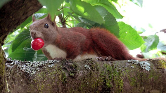 Eichhörnchen flitzt mit Kirsche im Maul über einen Ast. © NDR Foto: Ursula Saß aus Rostock