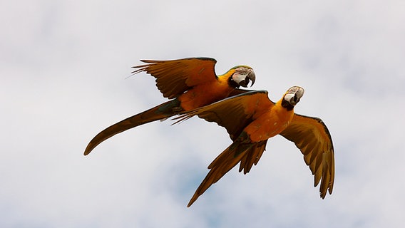 Zwei Vögel fliegen in der Luft. © NDR Foto: Karl-Heinz Fritschek aus Neubrandenburg