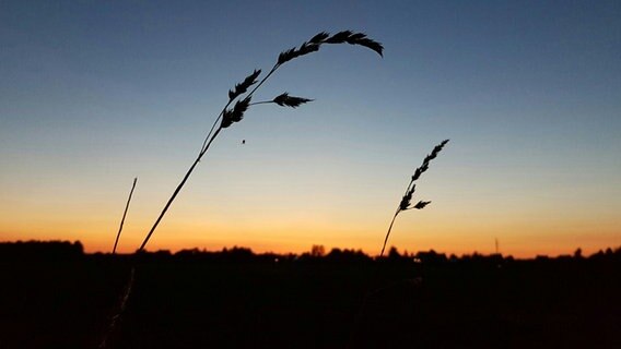 Gräser vor dem Sonnenuntergang © NDR Foto: Anja Noreck aus Dümmer