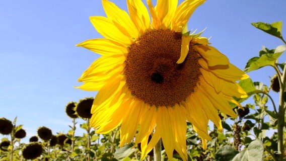 Sonnenblume © NDR Foto: Gerhard Volkmann aus Tessin