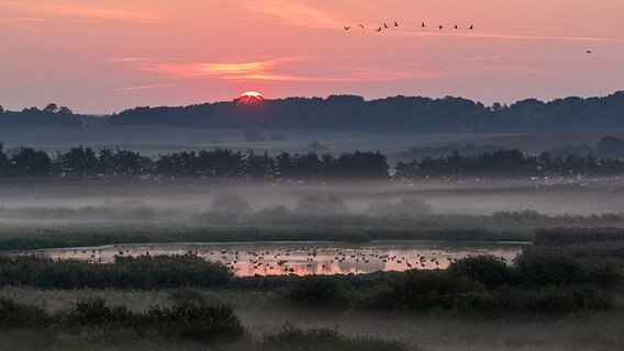 Kraniche im Sonnenaufgang © NDR Foto: Jürgen Evert aus Güstrow