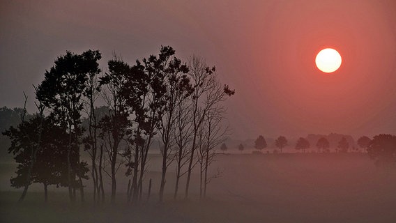 Sonnenaufgang mit Nebel © NDR Foto: Katrin Schäfer aus Blankenhagen