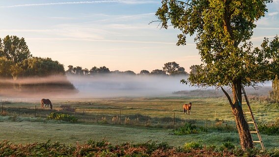 Pferde und Nebel auf den Sumpfseewiesen in Küstrow © NDR Foto: Marlis Börger aus Güstrow