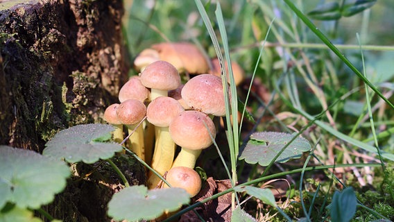 Pilze an einem Baumstumpf © NDR Foto: Burkhardt Geist aus Rostock