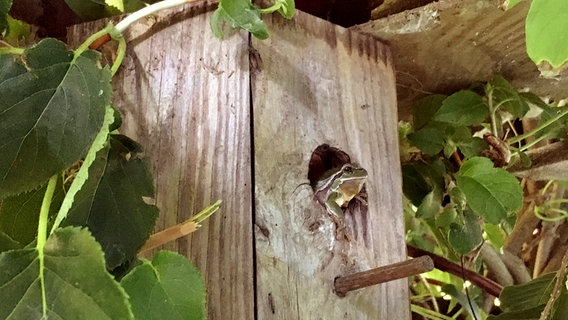 Ein Frosch in einem Vogelkasten © NDR Foto: Torsten Lange aus Elmenhorst