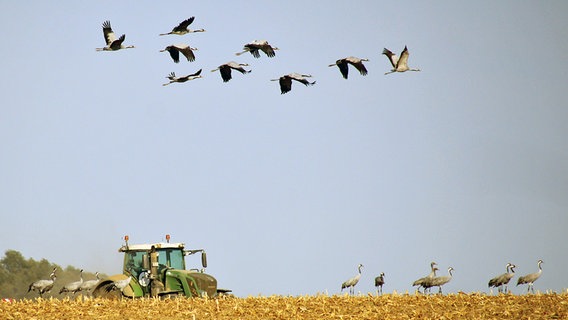 Kraniche fliegen über ein Feld. © NDR Foto: Vera Klasen aus Rostock