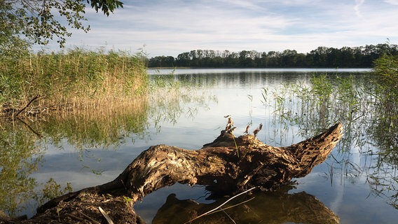 Ein abgeknickter Baumstamm liegt im Güstrower Inselsee © NDR Foto: Jürgen Evert aus Güstrow