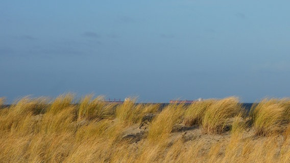 Die Dünenvegetation wiegt sich im Wind © NDR Foto: Peter Schumacher aus Sievershagen b. Rostock