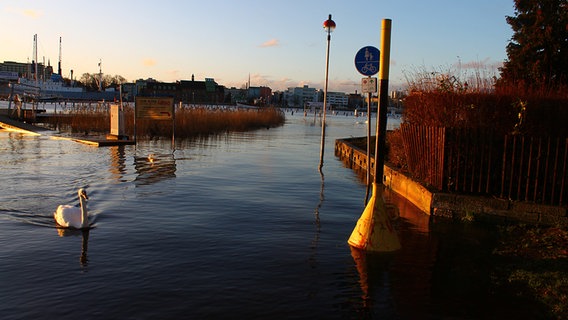 Ein Schwan schwimmt auf dem Gehlsdorfer Ufer. © NDR Foto:  Sven Johnsen aus Rostock
