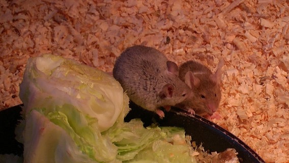 zwei Mäuse im Mäusehaus des NUP Güstrow © NDR Foto: Dr. Otto Hansen aus Bad Doberan