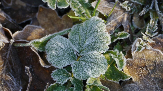 Raureif auf einem Blatt. © NDR Foto: Bernd Kämmert aus Warnemünde