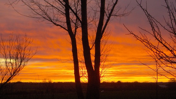 Sonnenuntergang hinter einem Baum © NDR Foto: Sabine Utech aus Fahrenholz