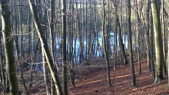 Blick durch einige Bäume auf die Warnow © NDR Foto: Christiane Schmidt-Thiel aus Wendorf/Baumgarten