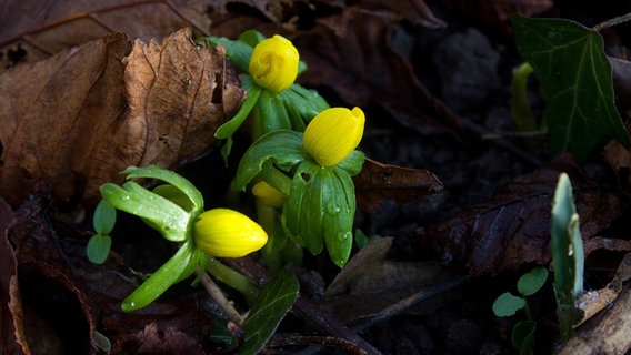 Die ersten Winterlinge blühen am Pfarrgarten in Satow © NDR Foto:  Michael Berger aus Rostock