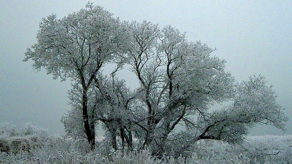 Schnee liegt auf den Ästen der Bäume © NDR Foto: Paul-Friedrich Sager aus Rostock
