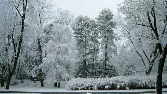 Schnee auf den Bäumen in Warnemünde © NDR Foto: Paul-Friedrich Sager aus Rostock