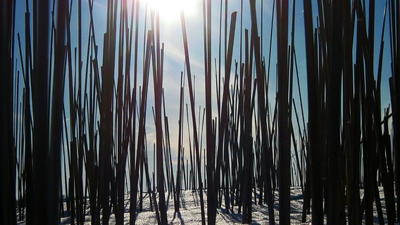 Schilfrohre am Rand eines zugefrorenen Sees. © NDR Foto: Miriam Tute aus Krakow am See