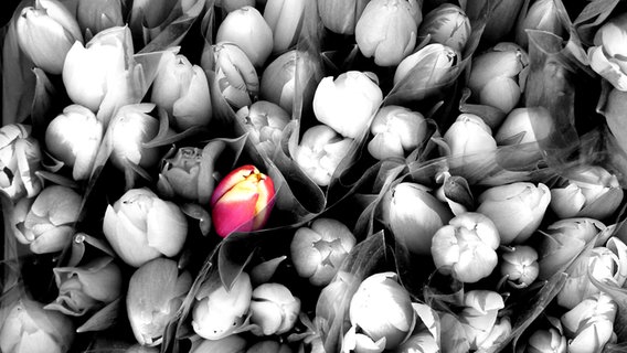 Eine bunte Tulpe ist in der Mitte einer grauen Tulpenmasse © NDR Foto: Jürgen Wangermann aus Rostock