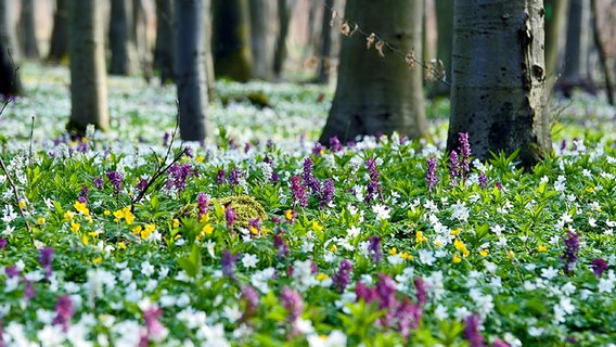 Blumenvielfalt auf dem Waldboden © NDR Foto: Inka Schultz aus Gnoien